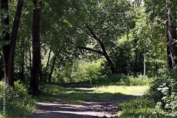 Fototapeta path in the woods