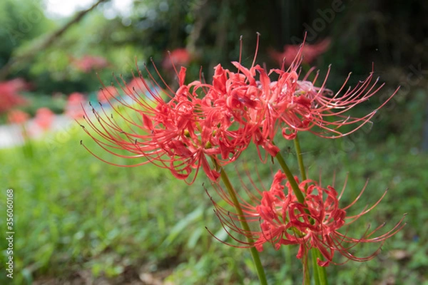 Fototapeta 彼岸花