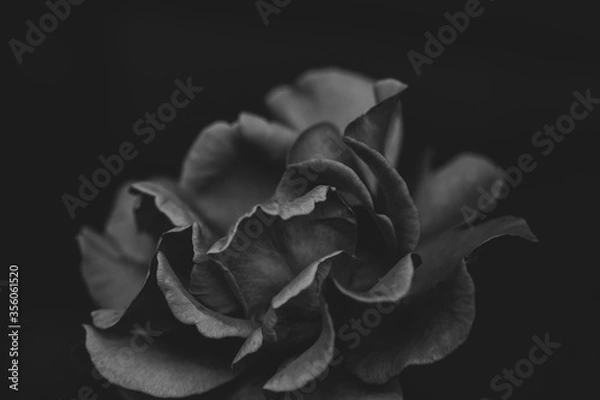 Fototapeta バラ　白黒