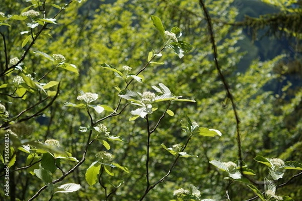 Obraz Wandern im Chiemgau