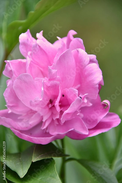 Obraz Pivoine