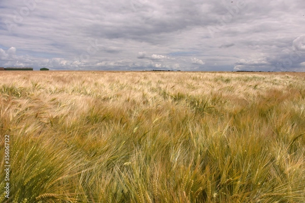 Obraz Champ de blé en Normandie