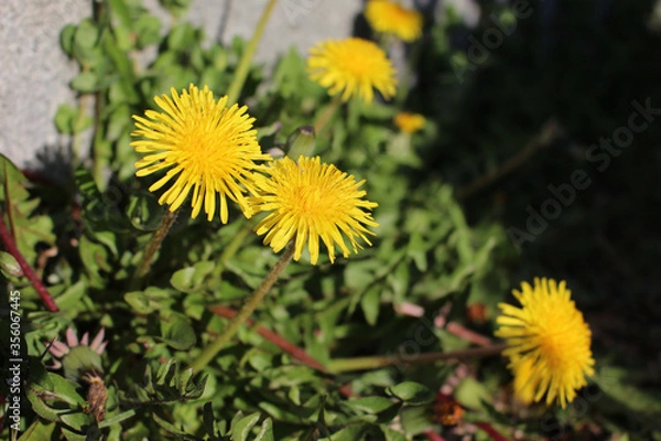 Obraz Cheerful Dandelion Blooms
