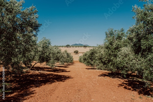 Fototapeta Campo de olivos en Andalucía 