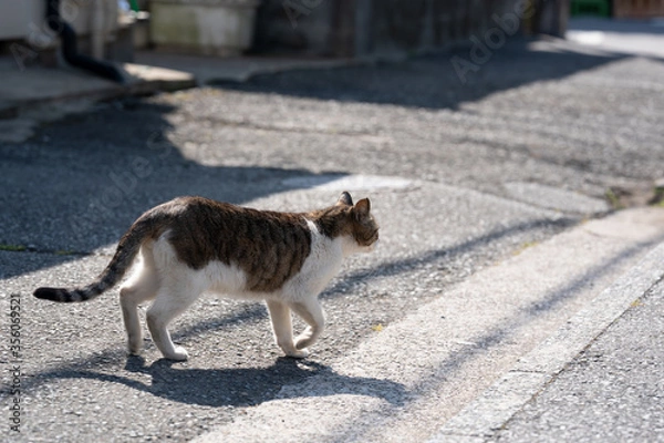 Obraz 野良猫
