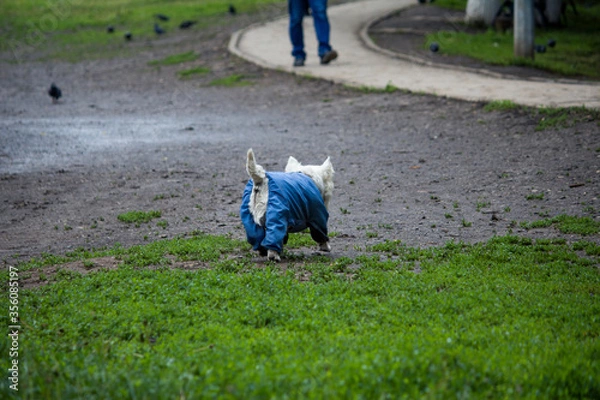 Fototapeta A small shaggy dog with a blue suit walks on a green wet lawn towards a man.