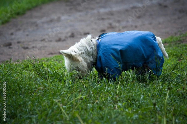 Obraz White dog in blue overalls on the lawn sniffing grass.