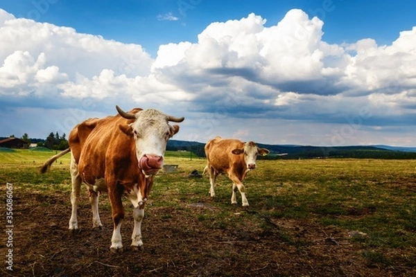 Obraz cows on a meadow