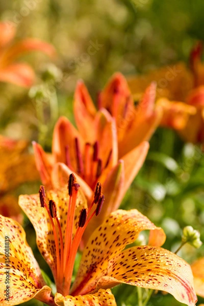 Fototapeta 満開のユリの花