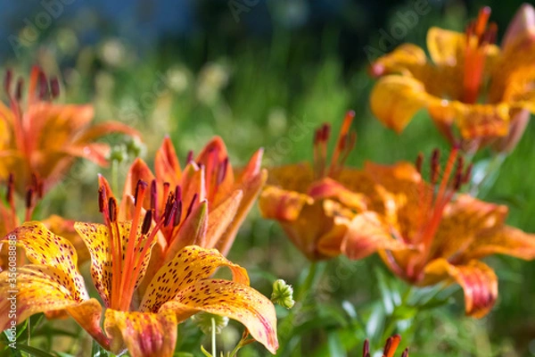 Fototapeta 満開のユリの花