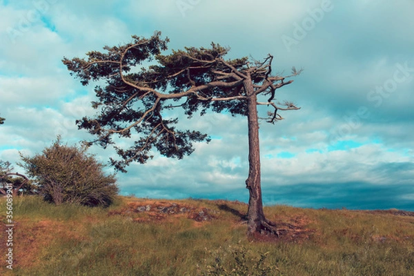 Obraz Tree on Windy VIsta