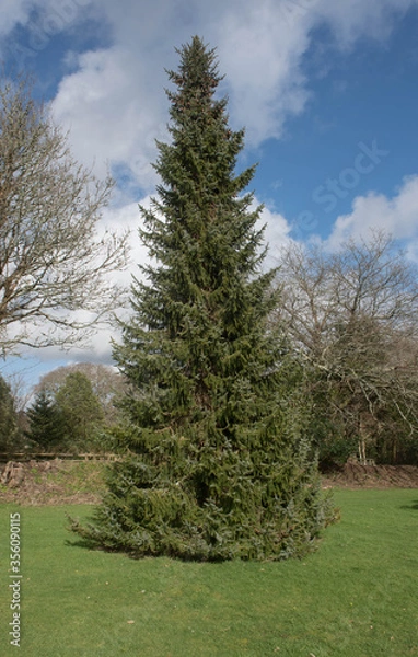 Obraz Spring Foliage of an Evergreen Coniferous Serbian Spruce Tree (Picea omorika) with a Cloudy Blue Sky Background in a Garden in Rural Cornwall, England, UK