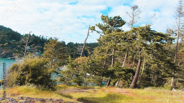 Obraz Trees on a Windy Cliff