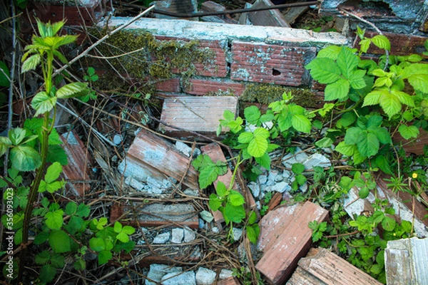 Obraz Old Bricks and Leaves