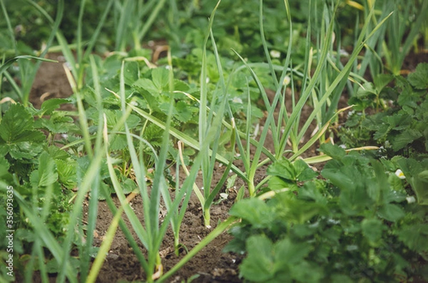 Fototapeta Green garlic grows in the garden.