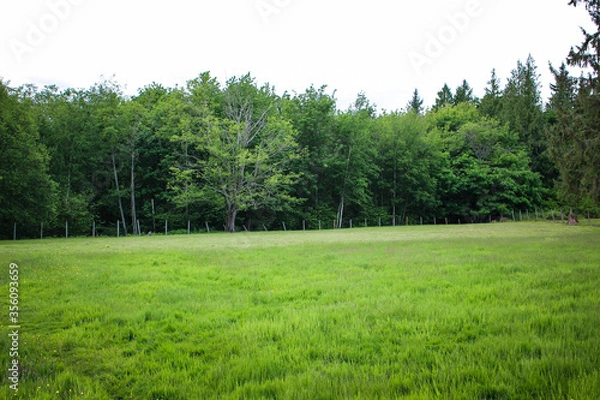 Obraz Green field with trees