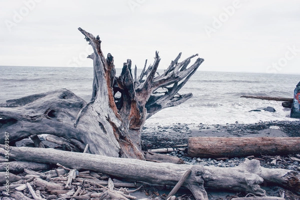 Obraz Driftwood on Beach