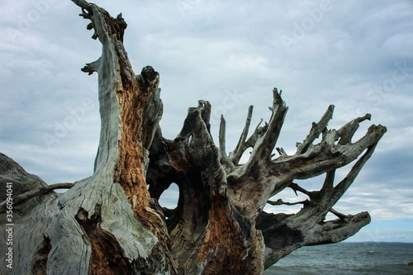Obraz Driftwood