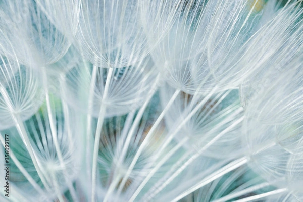 Obraz dandelion seed closeup