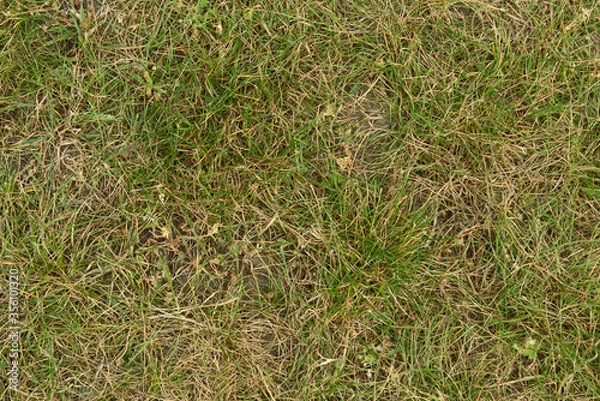 Obraz green grass background