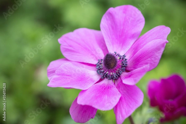 Obraz アネモネの花