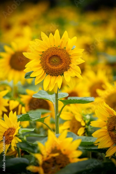 Fototapeta ヒマワリの花