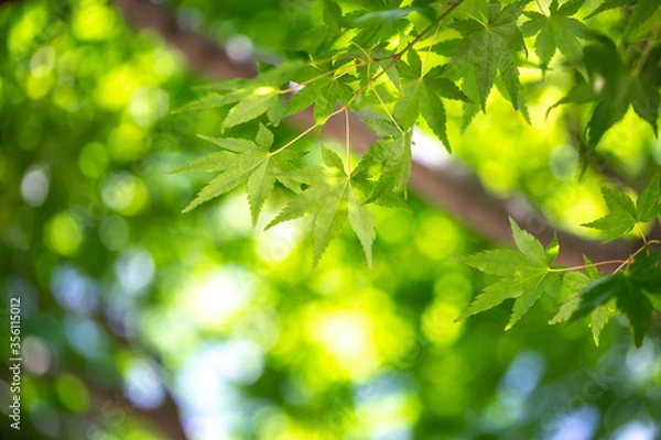 Fototapeta 緑のモミジ　初夏イメージ