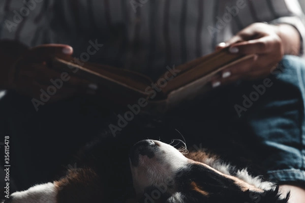 Fototapeta woman and dog lifestyle image. Bernese Mountain Dog is sleeping in his arms.