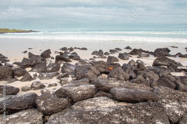 Obraz Crab on rocks Galapagos Island beach
