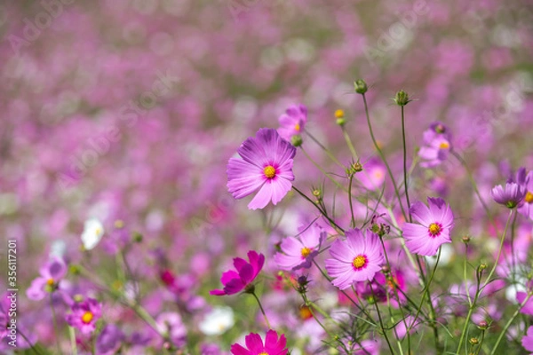 Fototapeta コスモス畑　秋のイメージ