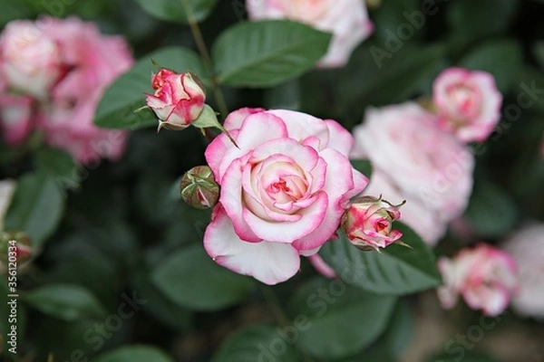 Fototapeta 한국 과천 서울대공원(동물원)입니다