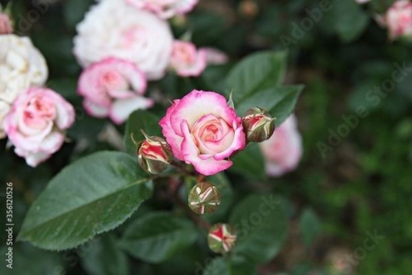 Fototapeta 한국 과천 서울대공원(동물원)입니다