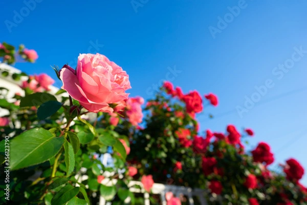 Fototapeta バラの花　屋外撮影