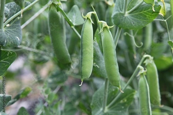 Fototapeta 한국의농촌모습입니다