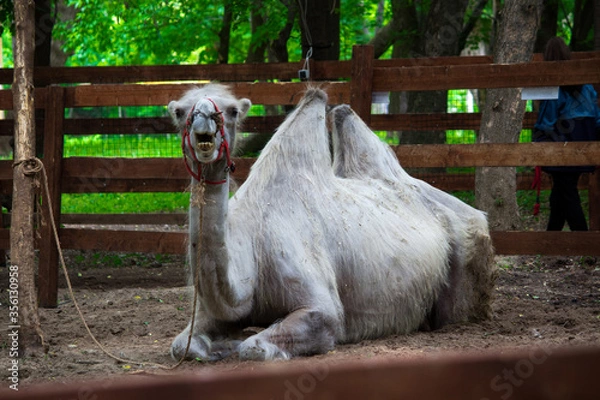 Obraz A two-humped camel with an open mouth looks into the frame lying on the sand in a wooden corral covered with fluff and tied to a rope to a tree.