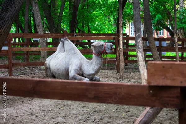 Obraz Camel lies in the sand in captivity behind the fence.