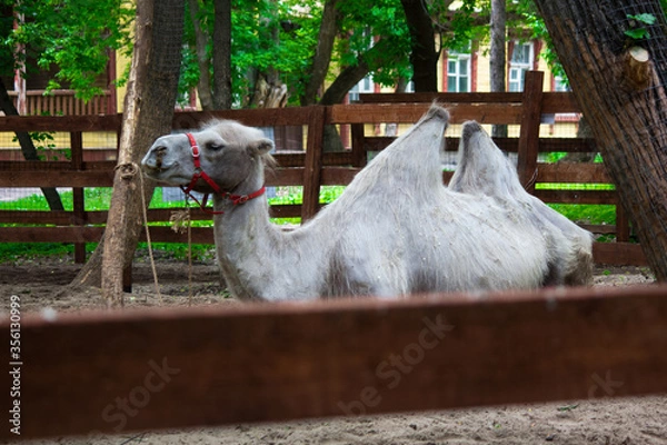 Fototapeta Camel tied to a tree lies in a wooden paddock with a red muzzle on his face.