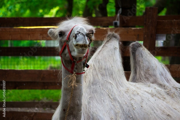 Obraz Close-up of a two-humped camel lies in a pen with a red collar.