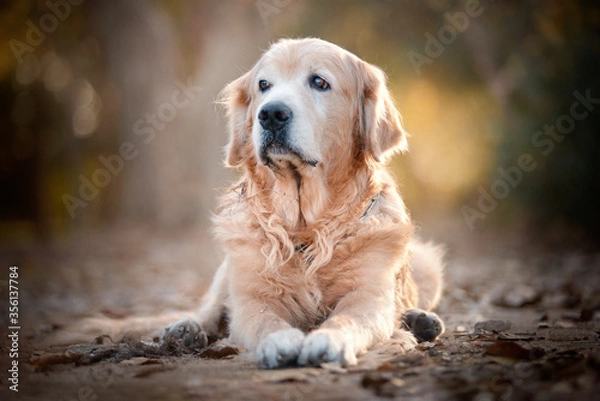 Obraz Golden Retriver