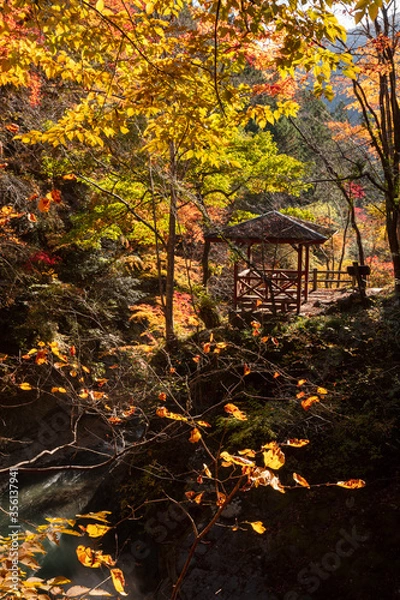 Fototapeta 【2019年】山梨県富士川町・大柳川渓谷