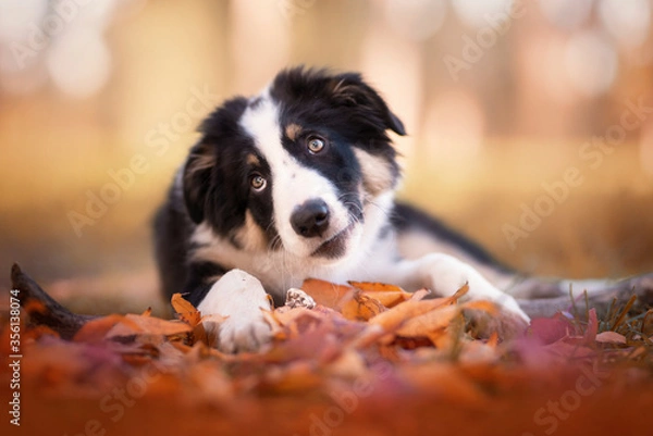 Obraz Border Collie