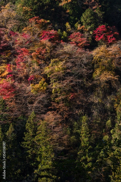 Fototapeta 【2019年】山梨県富士川町・大柳川渓谷