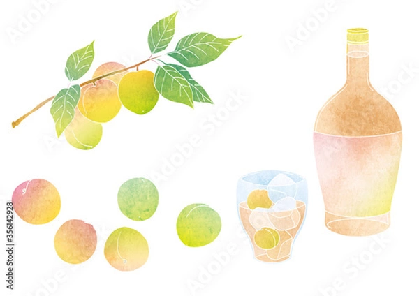 Obraz 梅の実と梅酒のベクターイラスト（水彩）