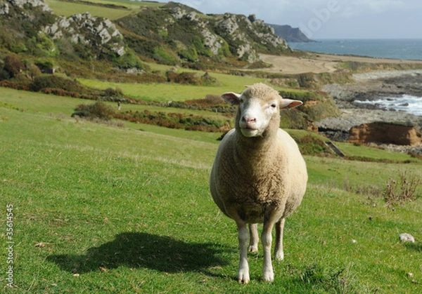 Obraz sheep