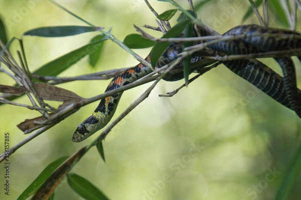 Fototapeta ヤマカガシ
