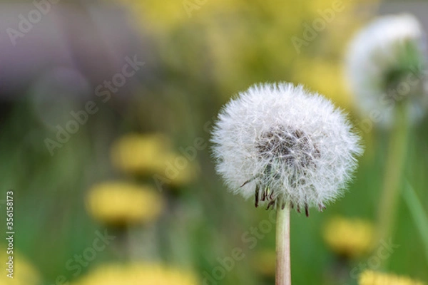 Fototapeta Ripe dandelion on a blurred background. Spring meadow on the background.