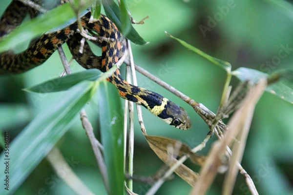 Fototapeta ヤマカガシ