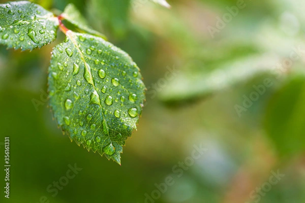 Obraz water drop on leaf at nature close-up macro. Fresh juicy green leaf in droplets of morning dew outdoors.
