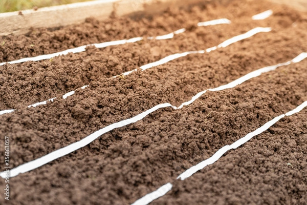 Fototapeta A bed with carrot seeds planted in a paper tape. Spring work in the garden
