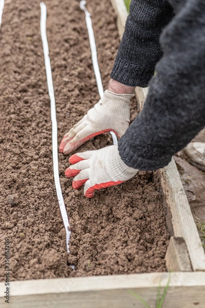 Fototapeta The gardener in gloves buries the planted seeds in a paper tape. Spring work in the garden